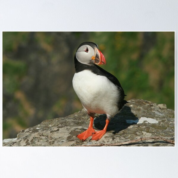 Watchful puffin Poster