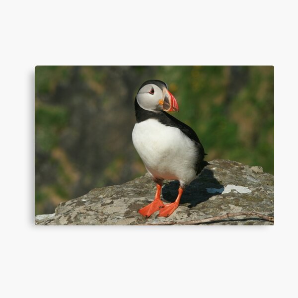 Watchful puffin Canvas Print