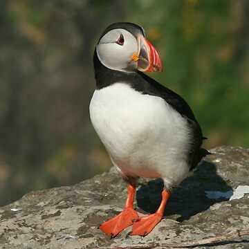 Artwork thumbnail, Watchful puffin by Fiona MacNab