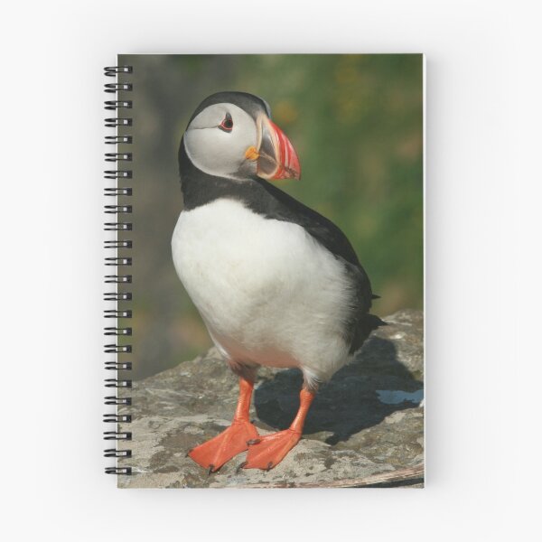 Item preview, Watchful puffin designed and sold by Fiona MacNab.