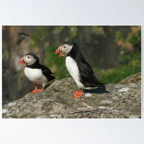 Item preview, Puffin conversation designed and sold by Fiona MacNab.