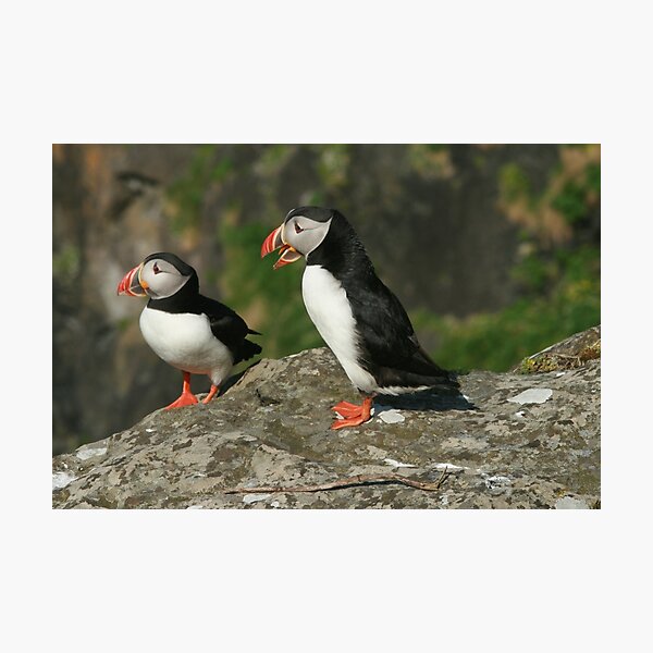 Item preview, Puffin conversation designed and sold by Fiona MacNab.