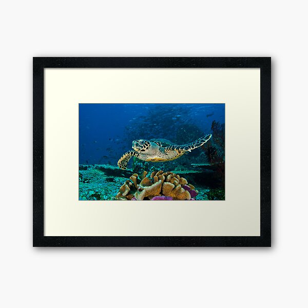 Hawkesbill Turtle Framed Art Print
