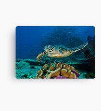 Hawkesbill Turtle Canvas Print