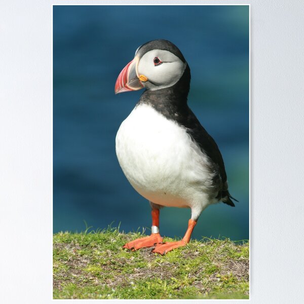 Item preview, Posing Puffin III designed and sold by Fiona MacNab.