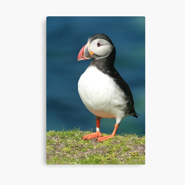 Posing Puffin III Canvas Print