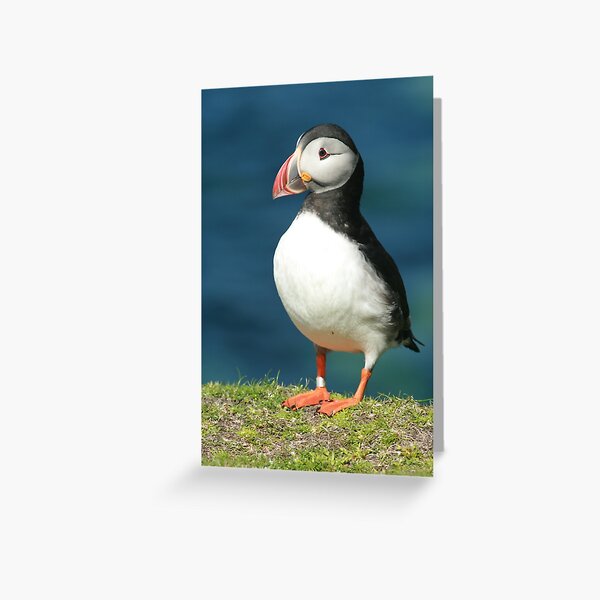 Item preview, Posing Puffin III designed and sold by Fiona MacNab.