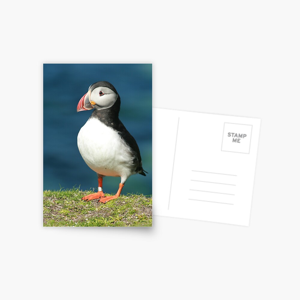 Posing Puffin III Postcard