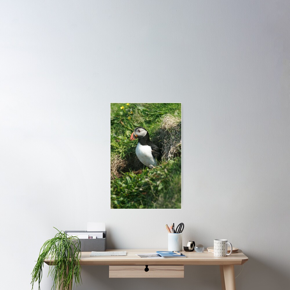 Emerging puffin Poster