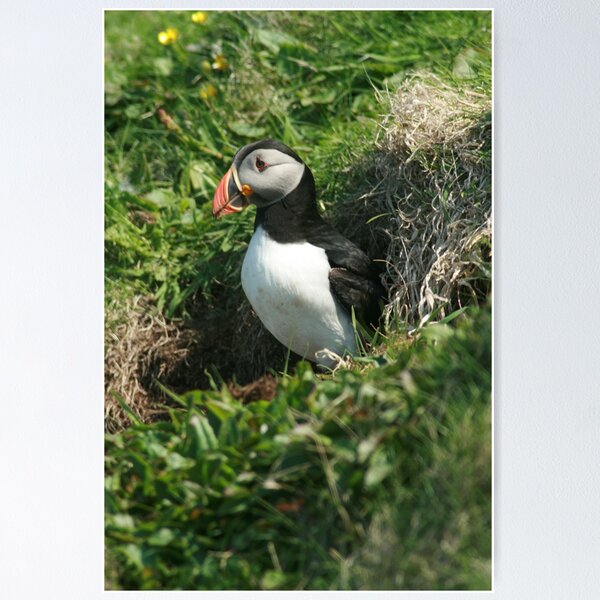 Item preview, Emerging puffin designed and sold by Fiona MacNab.