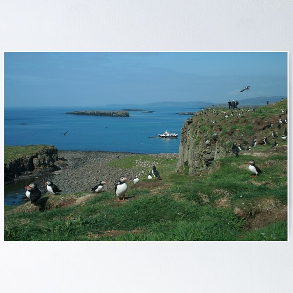 Item preview, Puffins on Lunga designed and sold by Fiona MacNab.