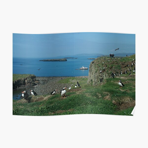 Puffins on Lunga Poster