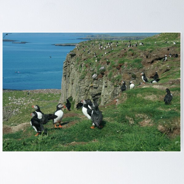 Item preview, Puffins designed and sold by Fiona MacNab.