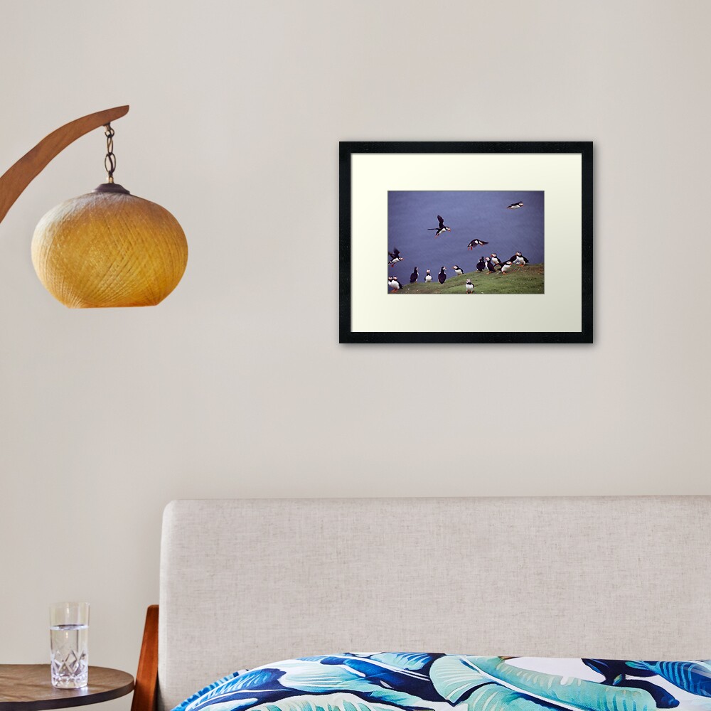Puffin gathering Framed Art Print