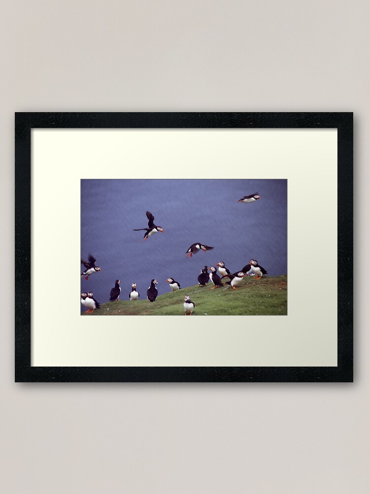 Alternate view of Puffin gathering Framed Art Print