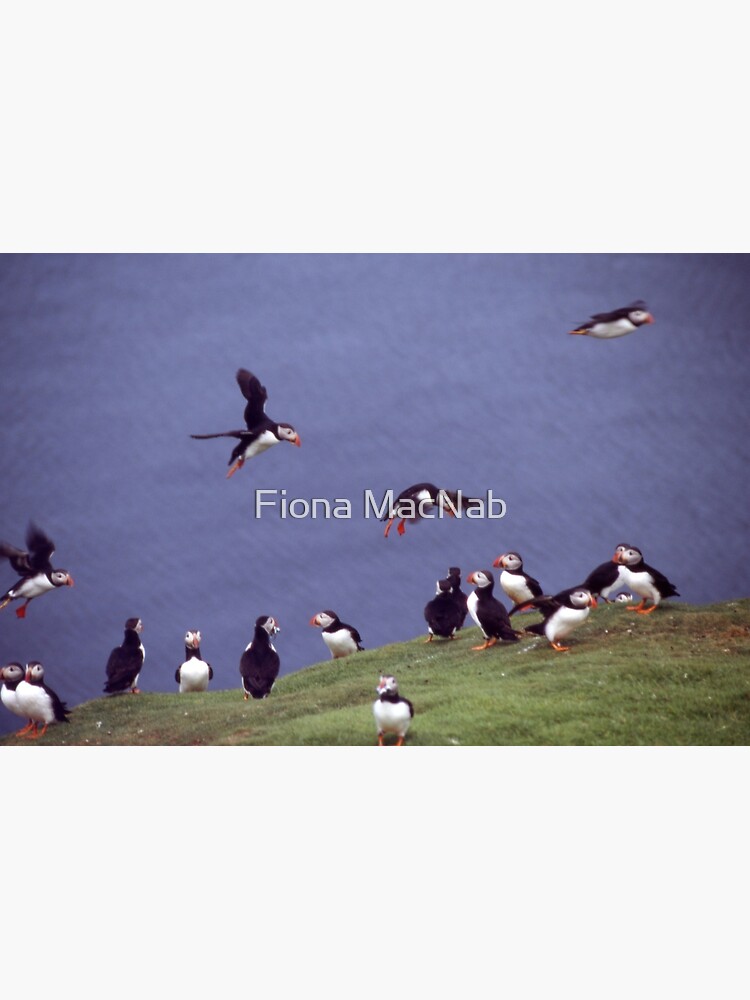 Puffin gathering by orcadia
