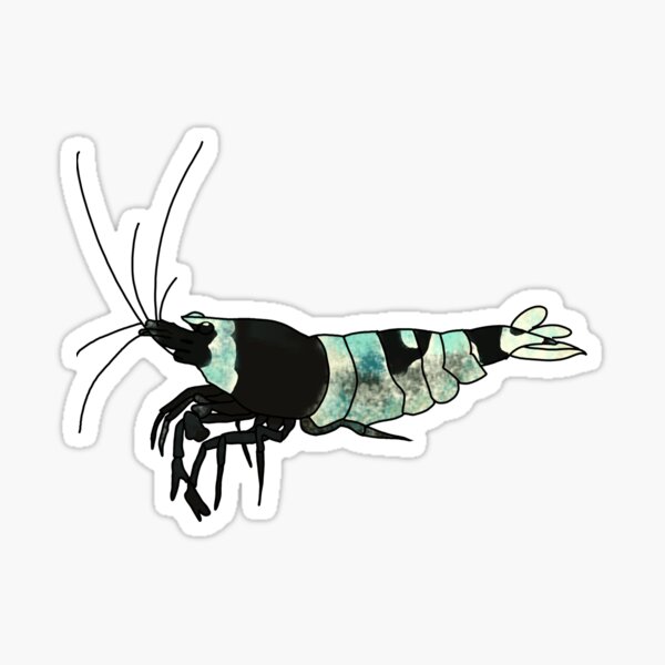 Black Bee Shrimp Sticker