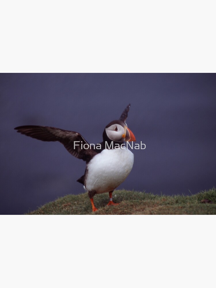 Puffin 3 by orcadia