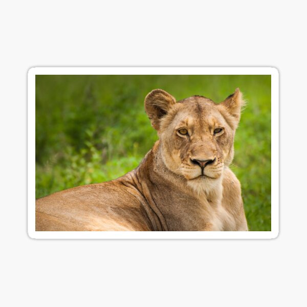 Item preview, Female Lion designed and sold by migueliasd7.