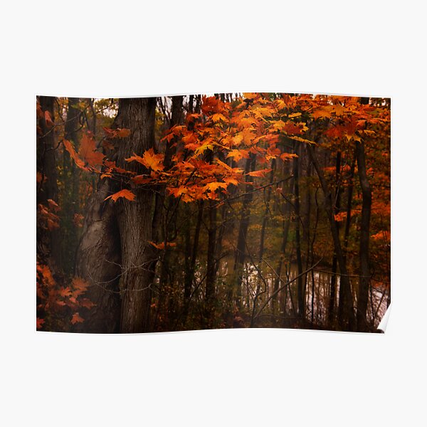 Bear Creek Experience Poster