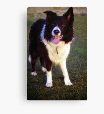 Indy of Llanfairfechan Canvas Print
