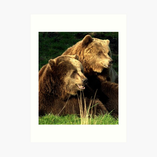 Bear pair Art Print