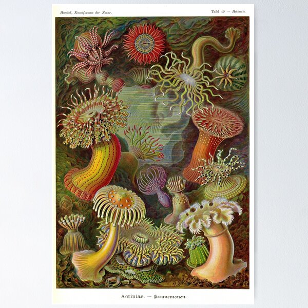 Item preview, Heliactis Ernst Haeckel Art Forms in Nature designed and sold by digitalvintage.
