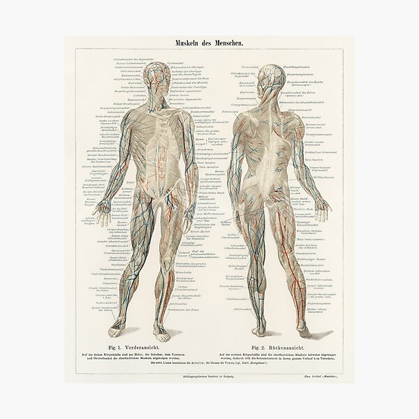 Aperçu de l'œuvre Illustration de la musculature humaine Aystem Meyers Konversations Lexikon créée et vendue par digitalvintage.