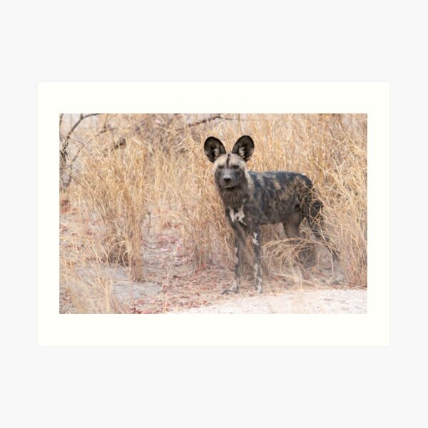 The dog with the ears Art Print