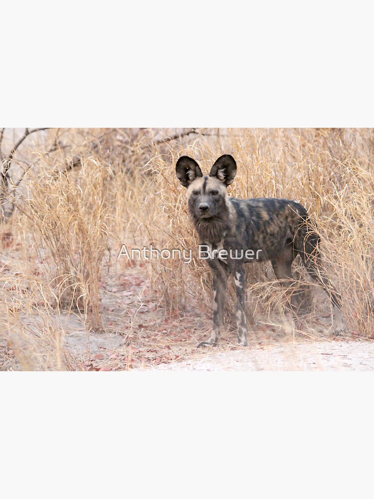 The dog with the ears by dailyanimals