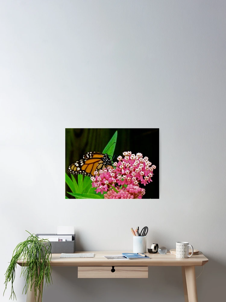 Thumbnail 2 of 3, Poster, Monark Butterfly designed and sold by Ravred.