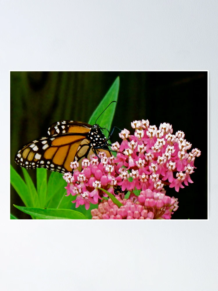 Thumbnail 1 of 3, Poster, Monark Butterfly designed and sold by Ravred.