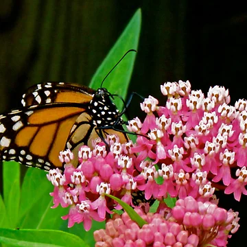Artwork thumbnail, Monark Butterfly by Ravred