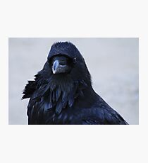 Portrait of a Raven Photographic Print
