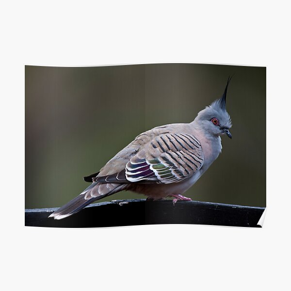 CRESTED PIGEON Poster