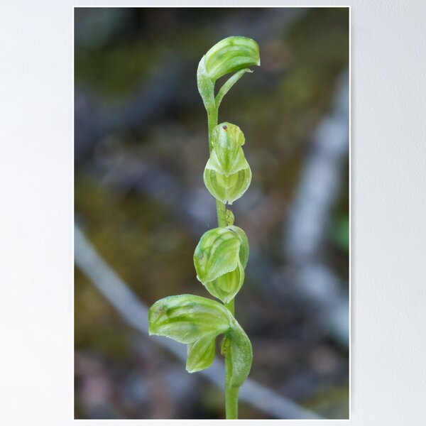 Item preview, Midget Greenhood - Hymenochilus muticus designed and sold by Paul Piko.