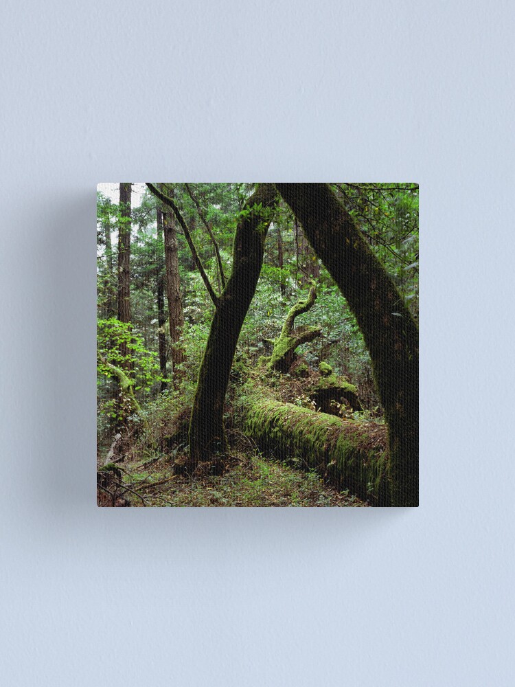Alternate view of Dipsea Trail, Muir Woods National Monument Canvas Print