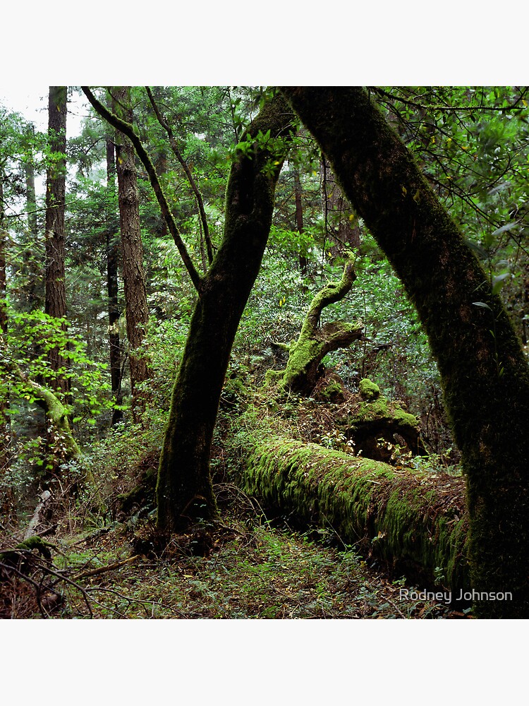 Dipsea Trail, Muir Woods National Monument by rodneyj46