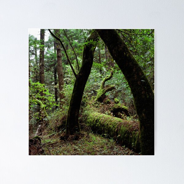 Item preview, Dipsea Trail, Muir Woods National Monument designed and sold by Rodney Johnson.