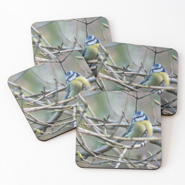 Item preview, A Blue Tit (Cyanistes caeruleus) perches designed and sold by Logopad.