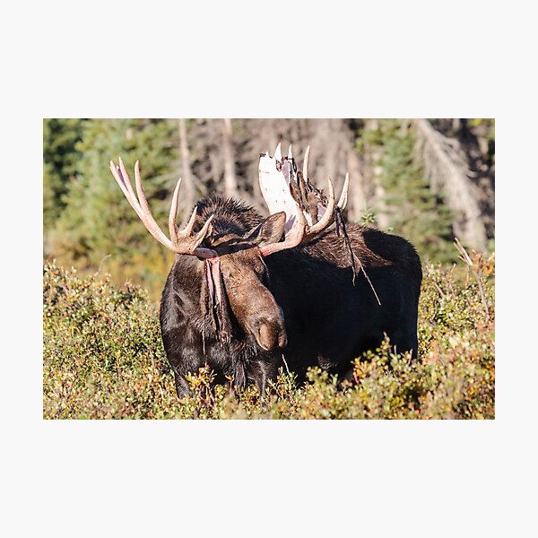 Shedding Moose Photographic Print