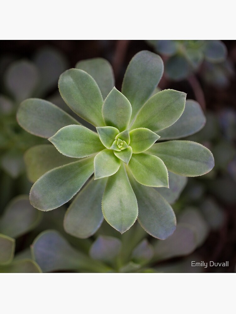 Zen Is Green by PeaceAndBeauty
