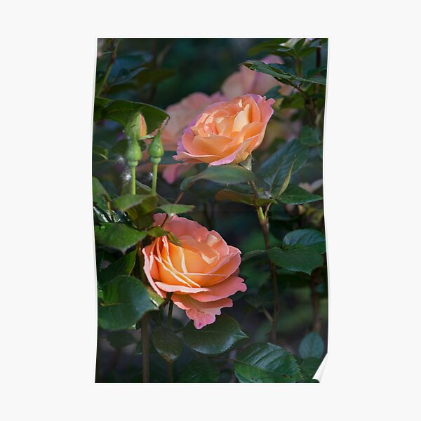 Morning Glow Poster