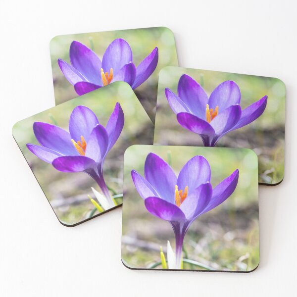 Item preview, Single purple saffron Crocus flower close up designed and sold by Grégory DUBUS.