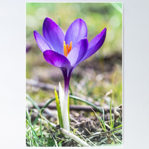 Fleur de Crocus safran violet unique bouchent Poster