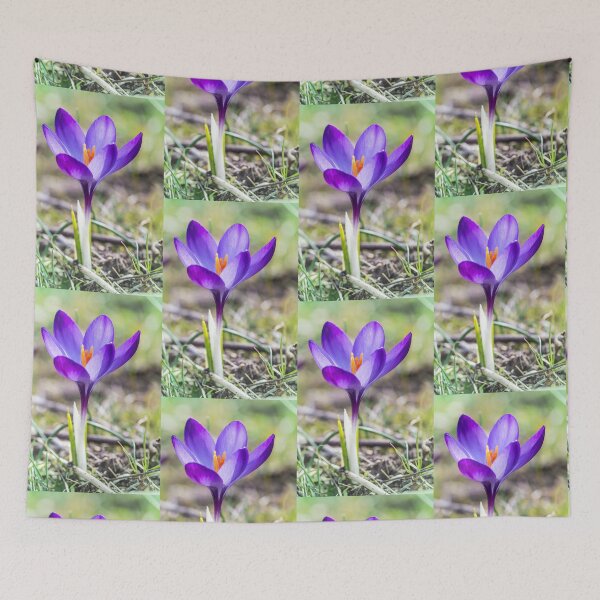 Item preview, Single purple saffron Crocus flower close up designed and sold by Grégory DUBUS.