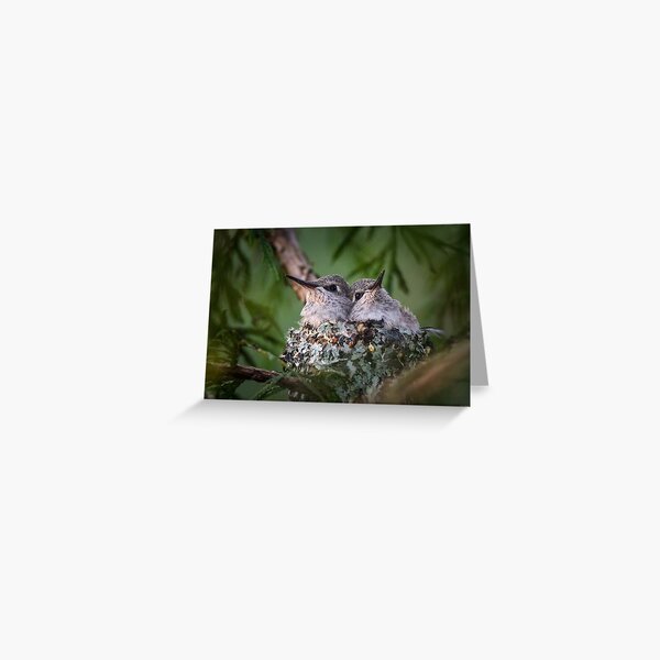 Bosom Buddies -- Anna's Hummingbird Nestlings Greeting Card