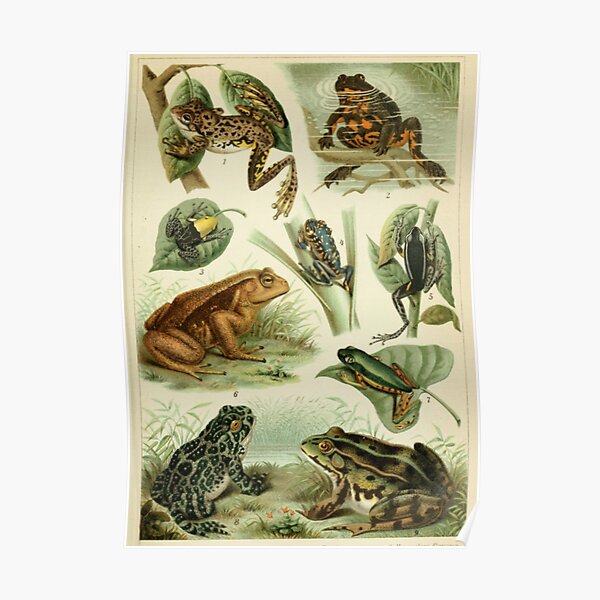 Frogs And Toads Poster