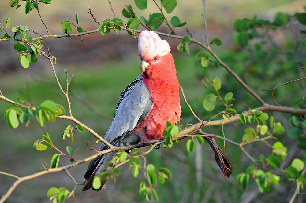 male female female galah cockatoo
