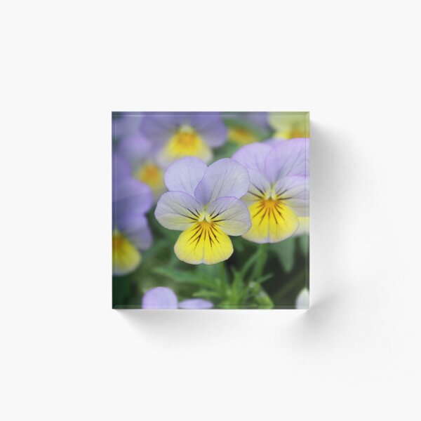 Italian Garden - Pansy Acrylic Block